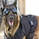 Doggles ILS
