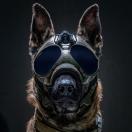 K9 Vision Systems