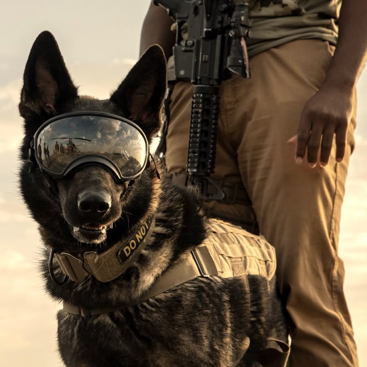 K9 Protective Eye and Ear Wear
