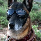 Doggles ILS