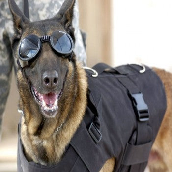 Doggles ILS