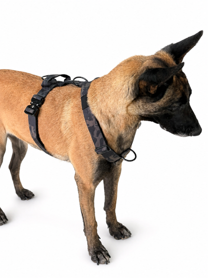 Multifunction Harness - Agitation, Tracking & Anti pull option