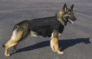 CaliberDog K9 Tactical Ballistic Vest Level III-A