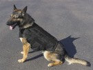CaliberDog K9 Tactical Ballistic Vest Level III-A