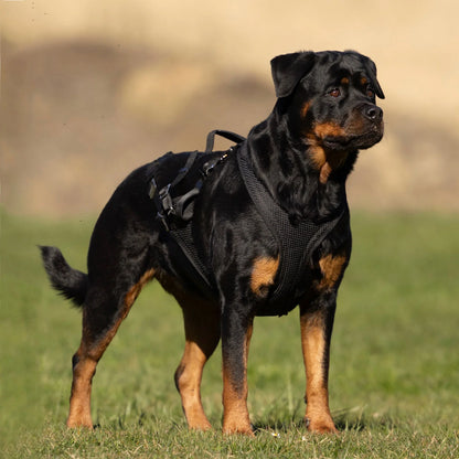 IQ Performance Pro - Cobra Harness