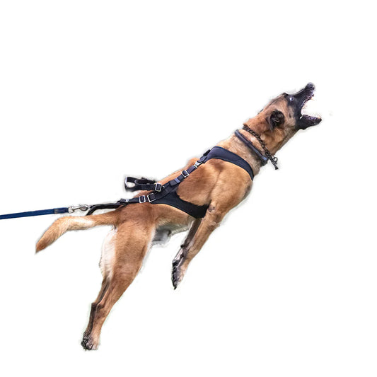 IQ Performance Pro - Cobra Harness