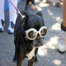 Doggles Originalz