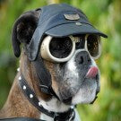 Doggles Originalz