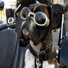 Doggles Originalz