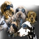 Doggles ILS