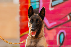 Pro K9 Luxe Gold Lead