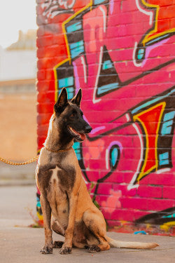 Pro K9 Luxe Gold Check Chains