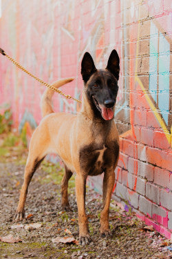 Pro K9 Luxe Gold Lead