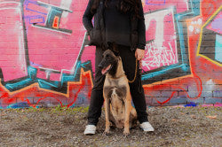 Pro K9 Luxe Gold Lead