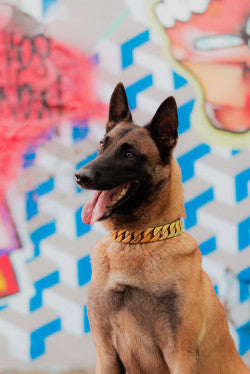 Pro K9 Luxe Gold & Tungsten Cuban Link Collar