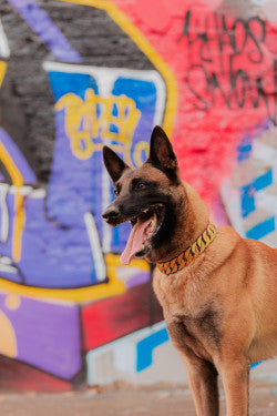 Pro K9 Luxe Gold & Tungsten Cuban Link Collar