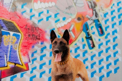 Pro K9 Luxe Gold & Tungsten Cuban Link Collar