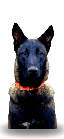 Pro K9 Biothane Collar