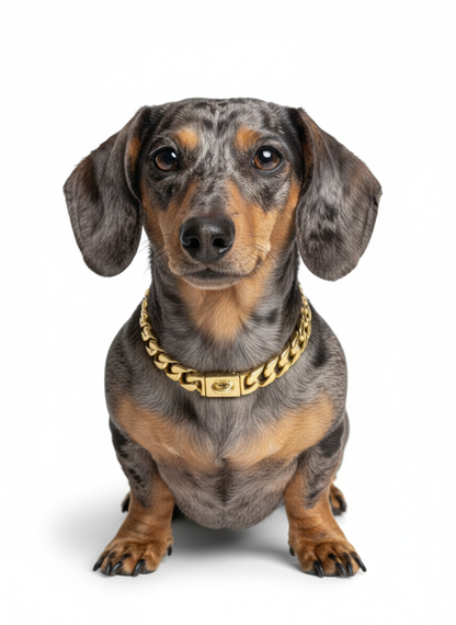 Pro K9 Luxe Gold SMALL DOG Cuban Link Collar 15mm wide