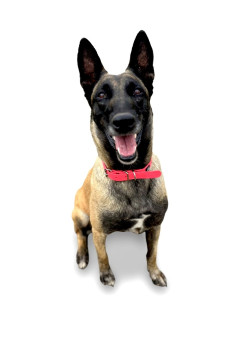 pink collar on dog