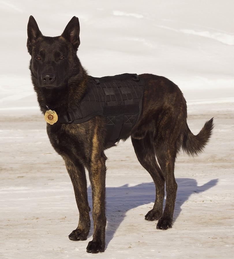 K9 Service Police Dog Black LIVABIT Tactical Molle Vest Harness Medium Premium 