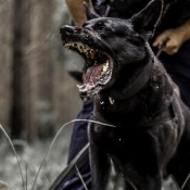 018 police dog training equipment
