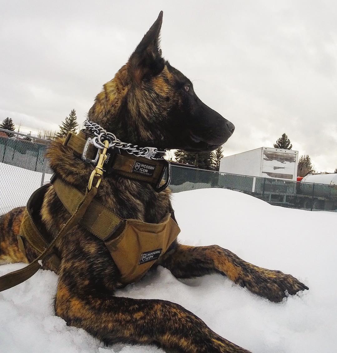 Police shop dog accessories