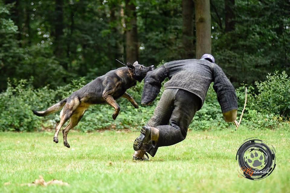 guard dog training equipment