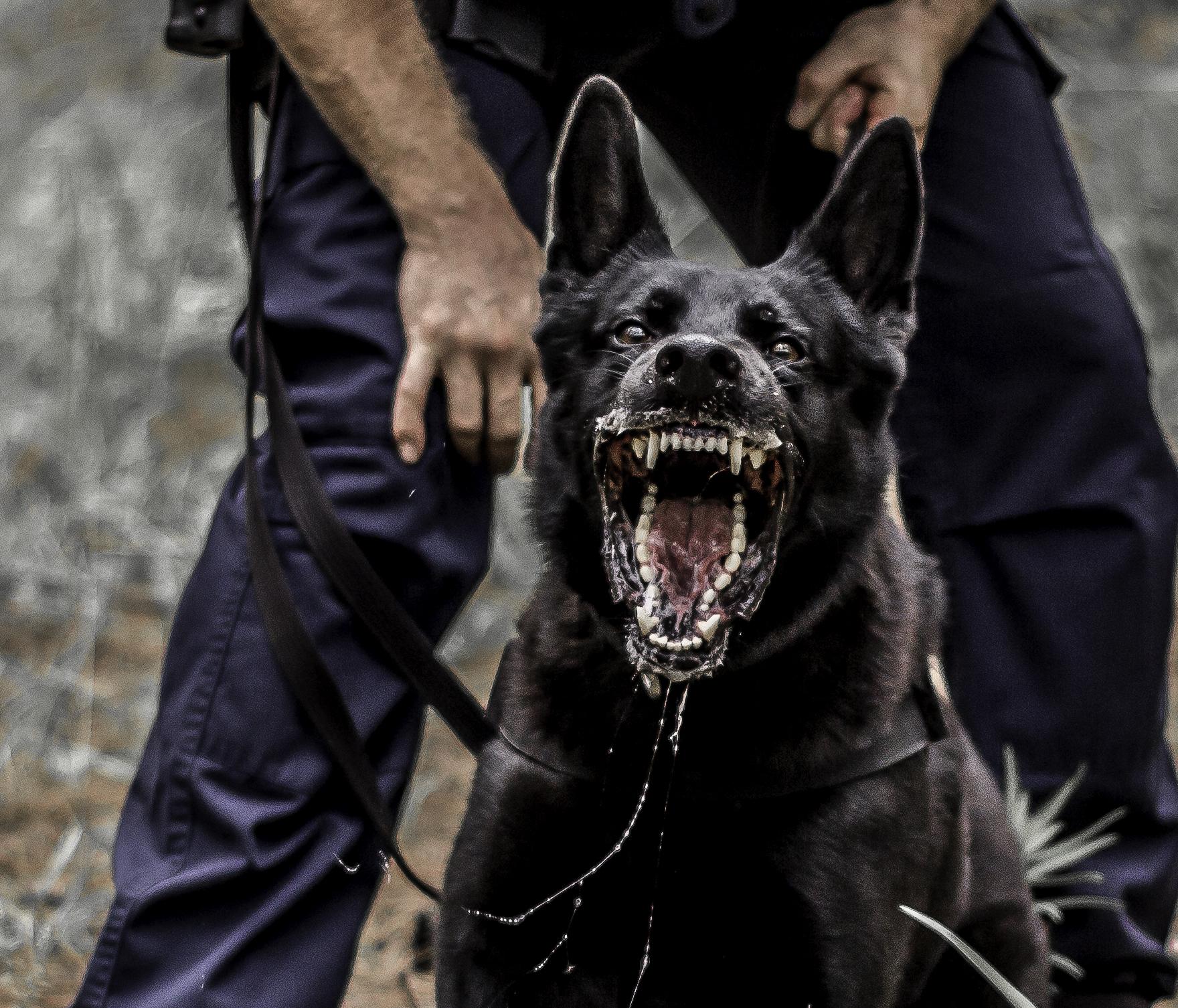 Professional K9 Attack Dog Training Gear & Equipment