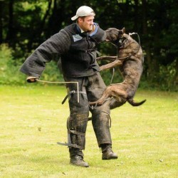 004 training equipment for dogs