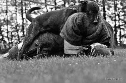008 dog training equipment for sale