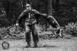 009 agility dog training equipment