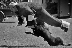 010 dog training equipment list