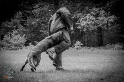 012 dog obedience equipment