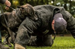 013 professional dog training equipment