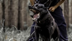 018 police dog training equipment