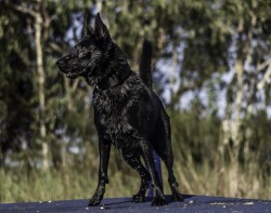 019 guard dog training equipment