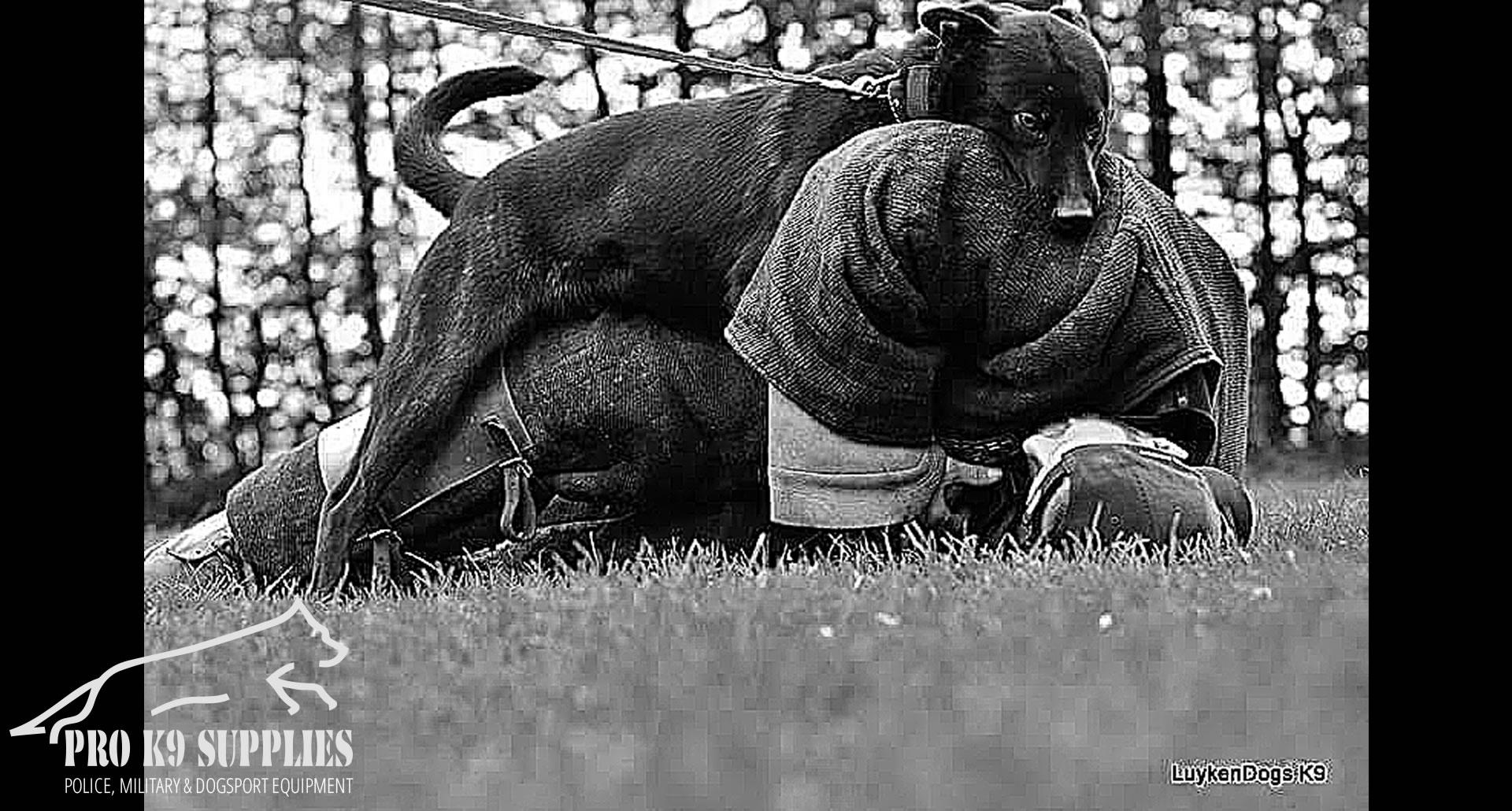 dog-agility-toys-equipment