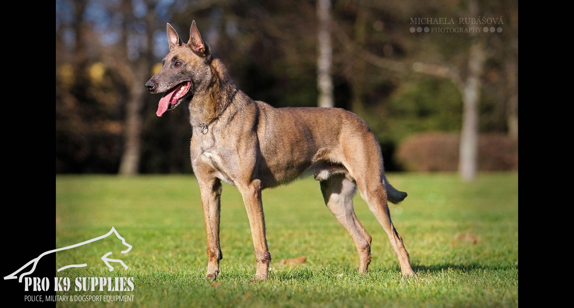 military-working-dog-equipment