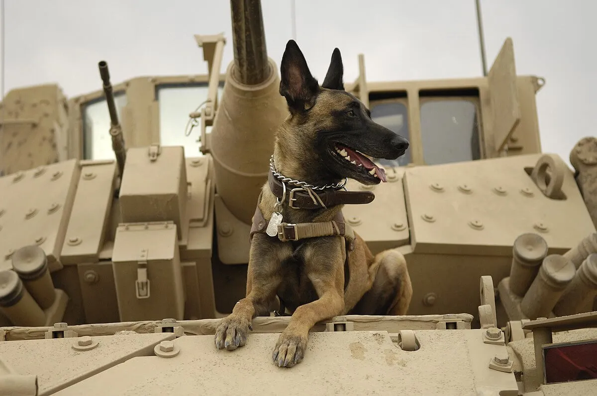 dog-on-tank