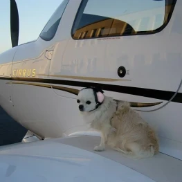 Mutt Muffs-Custom Colours