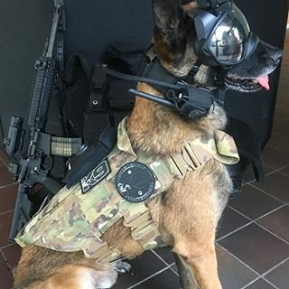 K9 equipment for sale