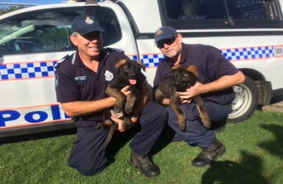 Latest QLD Police Dog Squad Recruits From Schutzshep Australia